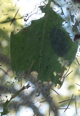 Malacosoma californica