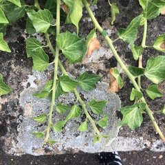 Hedera helix