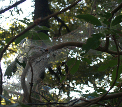 Malacosoma californica