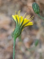 Pilosella arguta