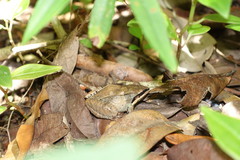 Leptodactylus mystaceus