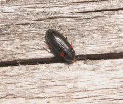 Mycetochara binotata