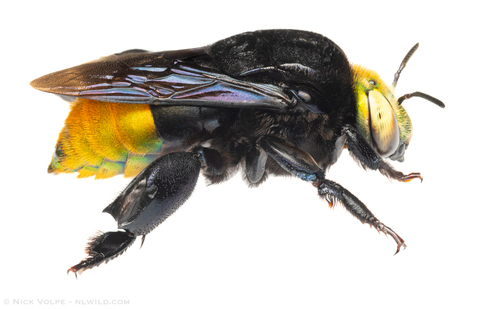 Eufriesea pulchra