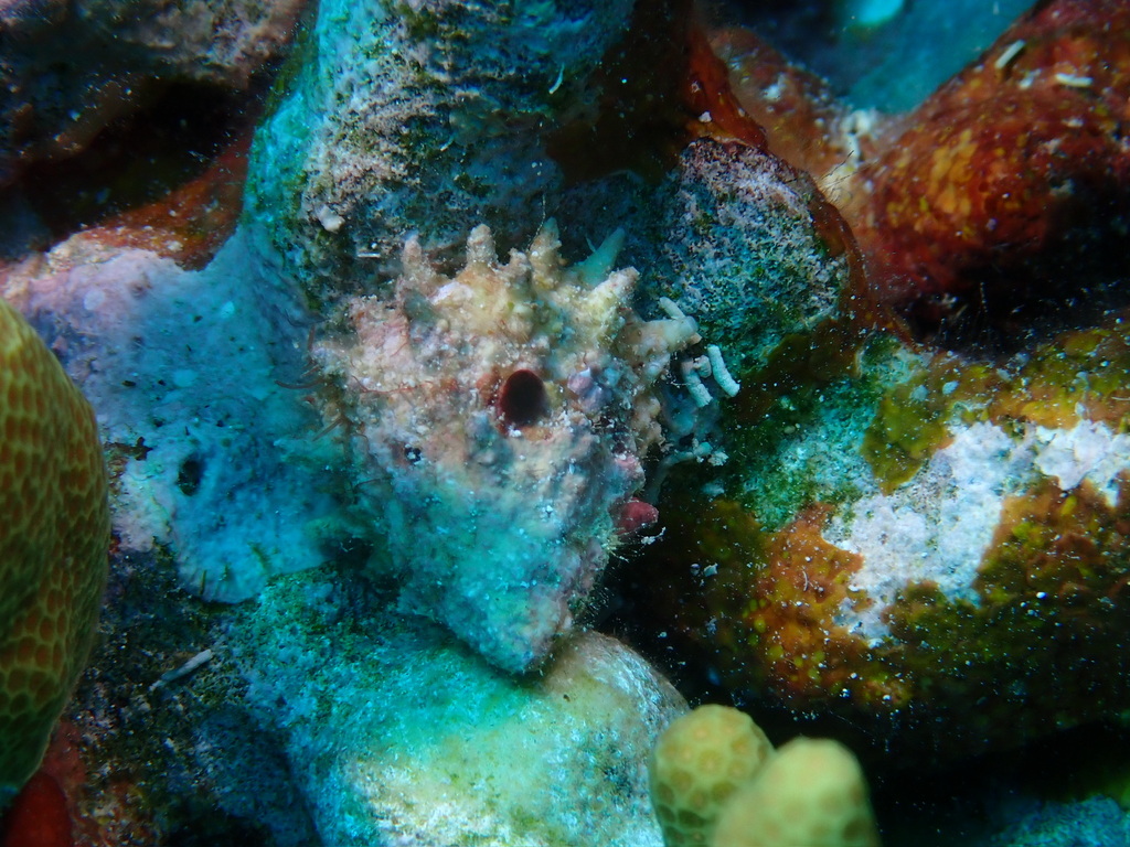 Erica Projecten Shell rosemouth star shell from Siquijor, Philippines on November 16, 2024 at ...