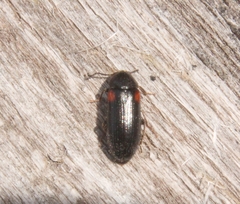 Mycetochara binotata