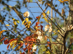 Hymenocardia ulmoides