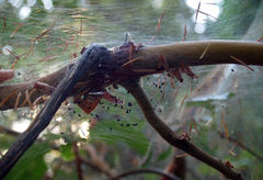 Malacosoma californica