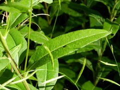 Senecio ovatus alpestris