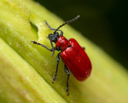 Lily leaf beetle