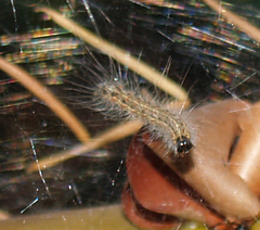 Malacosoma californica