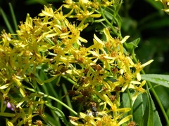 Senecio ovatus alpestris