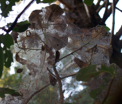 Malacosoma californica