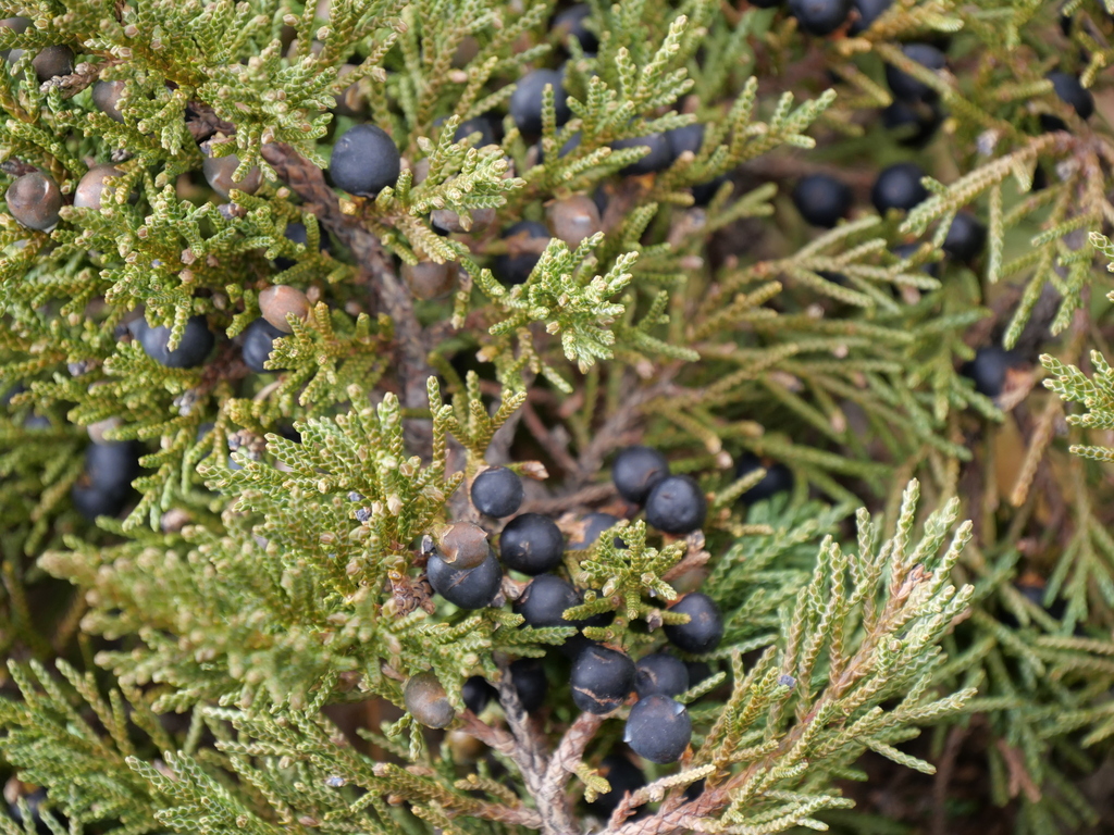 black juniper
