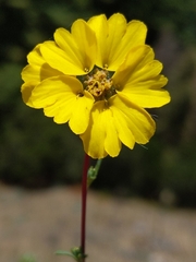 Calycadenia truncata