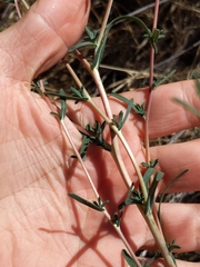 Calycadenia truncata