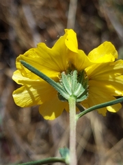 Calycadenia truncata