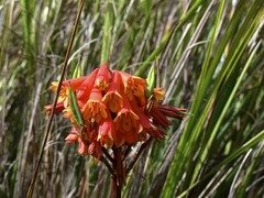 Blandfordia punicea