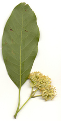 Litsea glutinosa