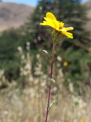 Calycadenia truncata