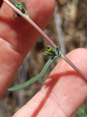 Calycadenia truncata