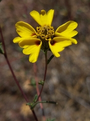 Calycadenia truncata