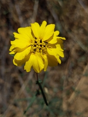 Calycadenia truncata