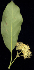Litsea glutinosa