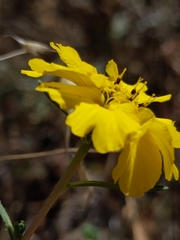 Calycadenia truncata