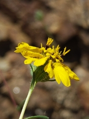 Calycadenia truncata