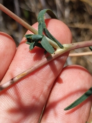 Calycadenia truncata