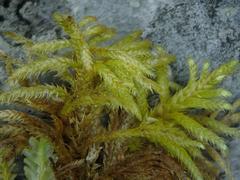 Hyocomium armoricum