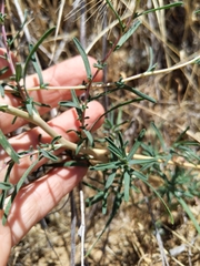 Calycadenia truncata
