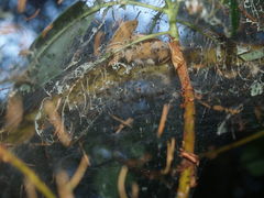 Malacosoma californica