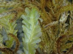 Saccogyna viticulosa