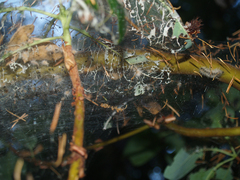 Malacosoma californica