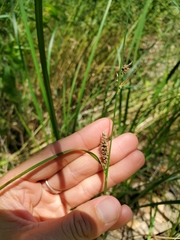 Carex pellita