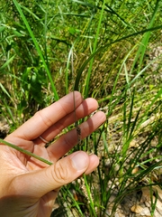 Carex pellita