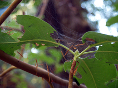 Malacosoma californica