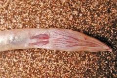 Vulture Eel photo 4