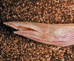Vulture Eel photo 3