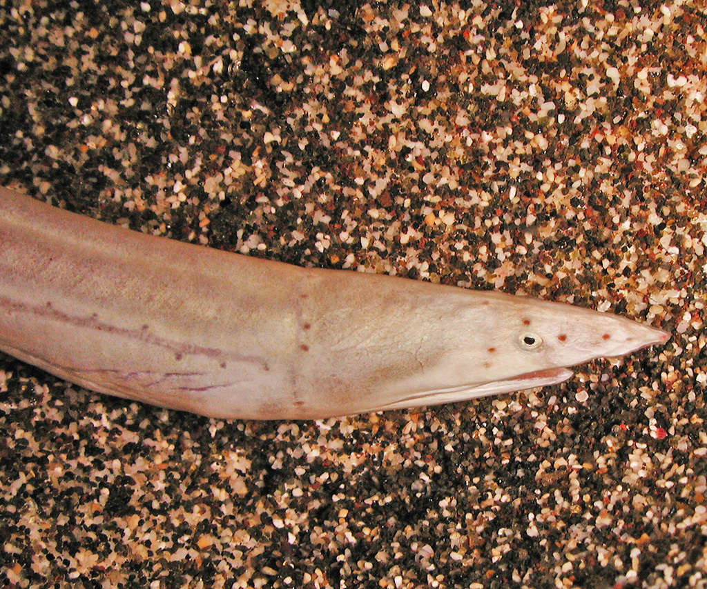 Vulture Eel