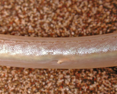 Vulture Eel photo 5