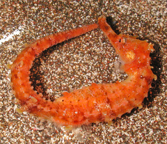 Fisher's Seahorse photo 2
