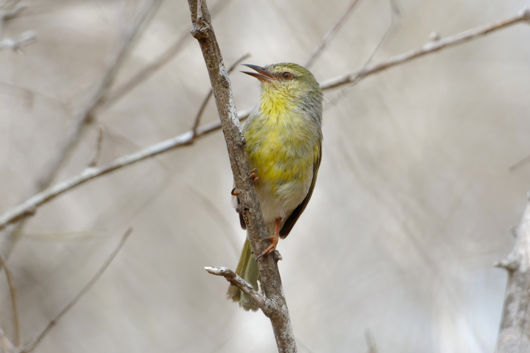 Stripe-throated Jery (Neomixis striatigula), photo 5