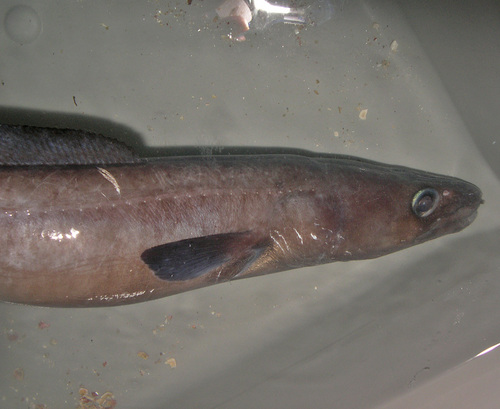 Fewpore conger (Conger oligoporus) — Congridae