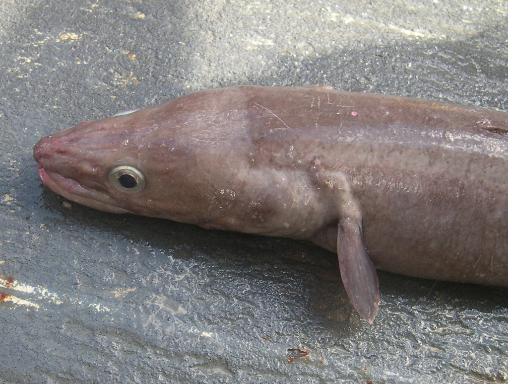 Fewpore conger (Conger oligoporus) — Congridae