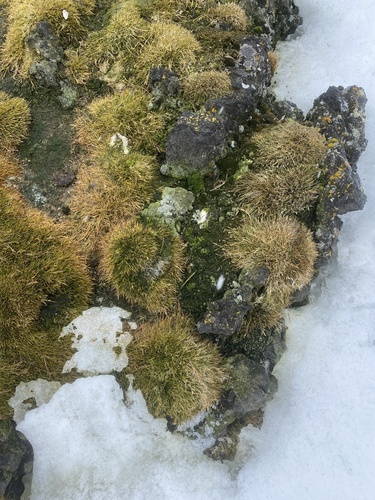 Image of Deschampsia antarctica by (c) Ingvild Riska, some rights reserved (CC BY)