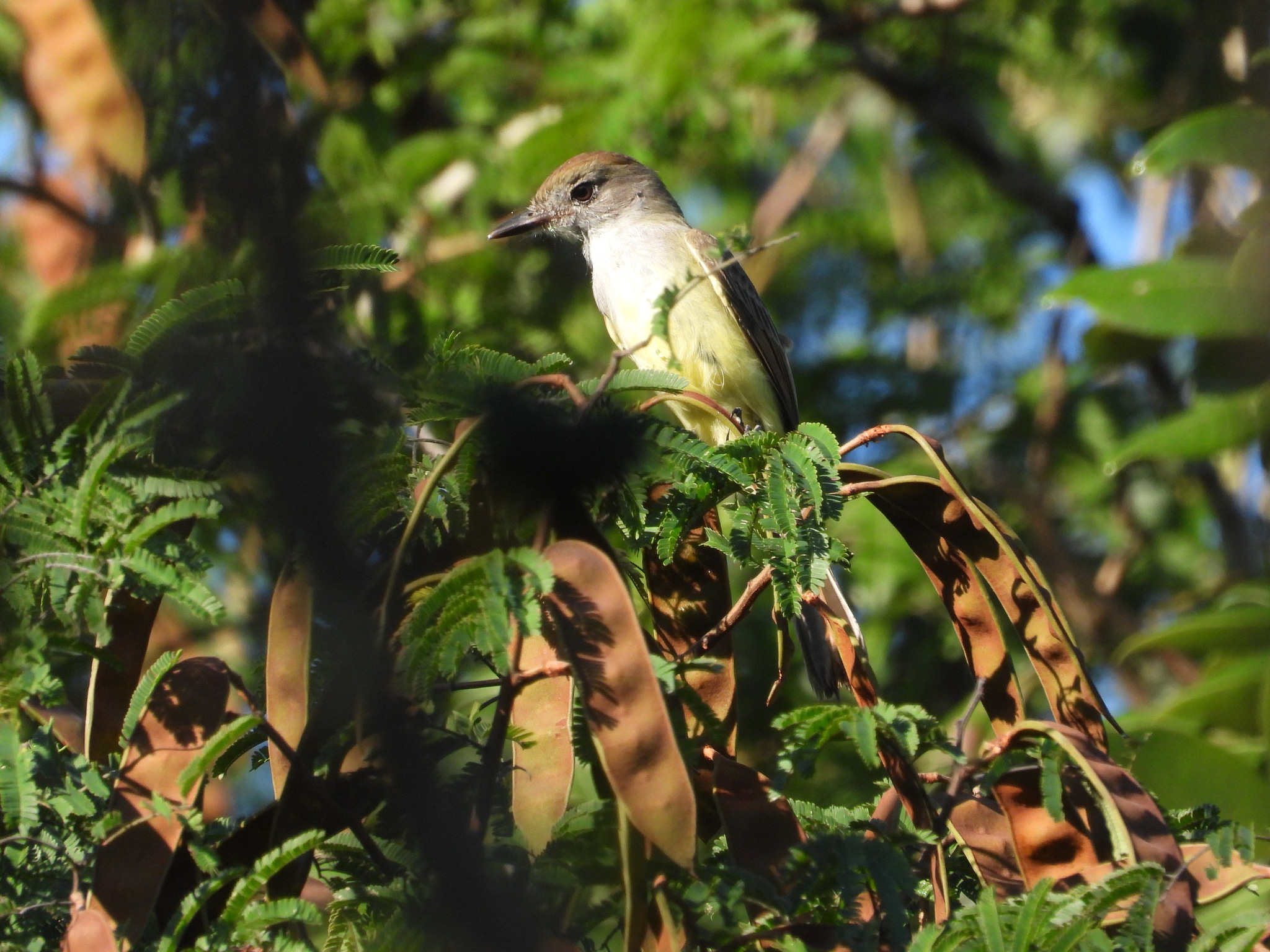 Yucatan Flycatcher (Myiarchus yucatanensis), photo 3