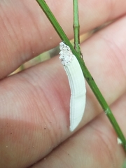 Crypticerya genistae