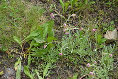Antennaria rosea